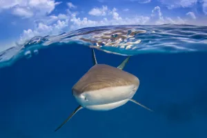 A Caribbean reef shark (Carcharhinus perezi) just below the surface. Split level with blue sky A Caribbean reef shark (Carcharhinus perezi) just below the surface. Split level with blue sky