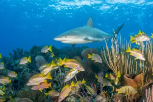 Caribbean reef shark (Carcharhinus perezi) patrolling coral reef with Schoolmaster snapper Caribbean reef shark (Carcharhinus perezi) patrolling coral reef with Schoolmaster snapper