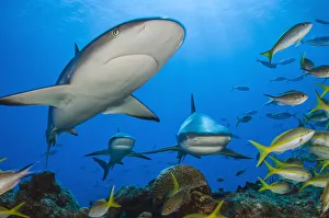 Caribbean reef sharks (Carcharhinus perezi) swimming through the middle of a school Caribbean reef sharks (Carcharhinus perezi) swimming through the middle of a school