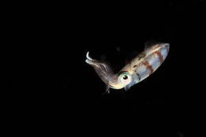 Caribbean reef squid (Sepioteuthis sepioidea) swimming in open water at night, Guadeloupe Island Caribbean reef squid (Sepioteuthis sepioidea) swimming in open water at night, Guadeloupe Island