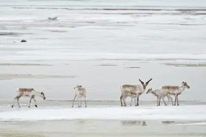 Caribou (Rangifer tarandus) small group on ice floe, Agapa River, Taimyr Peninsula Caribou (Rangifer tarandus) small group on ice floe, Agapa River, Taimyr Peninsula