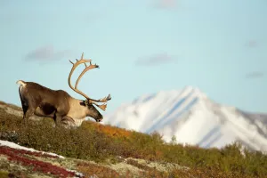 Caribou / Reindeer bull (Rangifer tarandus) close-up grazing, Denali National Park Caribou / Reindeer bull (Rangifer tarandus) close-up grazing, Denali National Park