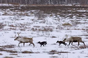 Caribou /Reindeer (Rangifer tarandus) crossing winter landscape with young, Kamchatka Caribou /Reindeer (Rangifer tarandus) crossing winter landscape with young, Kamchatka