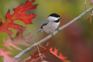 Carolina Chickadee (Poecile carolinensis) perched in Texas Red Oak (Quercus Texana Carolina Chickadee (Poecile carolinensis) perched in Texas Red Oak (Quercus Texana