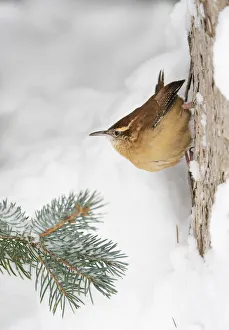 Carolina wren (Thryothorus ludovicianus) clinging to the side of a snow covered tree Carolina wren (Thryothorus ludovicianus) clinging to the side of a snow covered tree