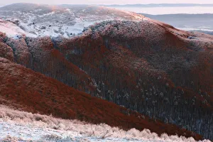 Carpathian beech forest at Wolowy Garb Peak. Bieszczady, Carpathian Mountains, Poland Carpathian beech forest at Wolowy Garb Peak. Bieszczady, Carpathian Mountains, Poland