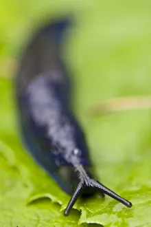 Carpathian blue slug (Bielzia coerulans) on leaf, endemic to the Carpathian mountains Carpathian blue slug (Bielzia coerulans) on leaf, endemic to the Carpathian mountains