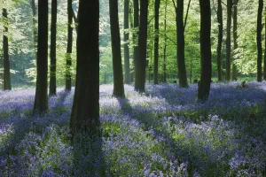 A carpet of Bluebells (Endymion nonscriptus) in Beech (Fagus sylvatica) woodland A carpet of Bluebells (Endymion nonscriptus) in Beech (Fagus sylvatica) woodland