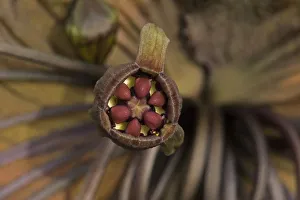 Cats whiskers / Black bat flower (Tacca chantrieri) Cats whiskers / Black bat flower (Tacca chantrieri)