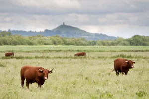Cattle grazing on farmland at Shapwick Heath (Somerset Wildlife Trust) Nature Reserve Cattle grazing on farmland at Shapwick Heath (Somerset Wildlife Trust) Nature Reserve