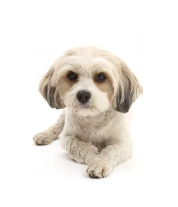 Cavachon, Cavalier King Charles Spaniel cross Bichon frise Cavachon, Cavalier King Charles Spaniel cross Bichon frise