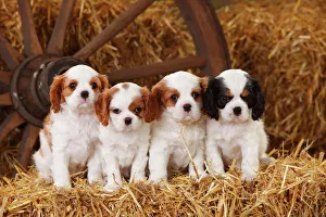 Cavalier King Charles Spaniel puppies aged 7 weeks, with tricolour and blenheim colouration Cavalier King Charles Spaniel puppies aged 7 weeks, with tricolour and blenheim colouration
