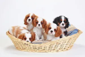 Cavalier King Charles Spaniel, five puppies in basket, one with tricolour and the Cavalier King Charles Spaniel, five puppies in basket, one with tricolour and the