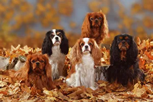 Five Cavalier King Charles Spaniel sitting, black-and-tan, tricolour, blenheim and ruby coated Five Cavalier King Charles Spaniel sitting, black-and-tan, tricolour, blenheim and ruby coated