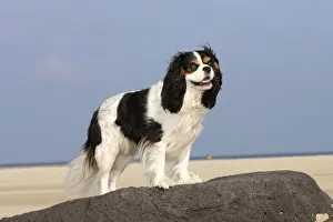 Cavalier King Charles Spaniel, tricolour, on beach Cavalier King Charles Spaniel, tricolour, on beach