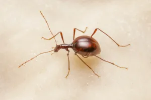 Cave beetle (Leptodirus hochenwartii) a true troglobite (living only in caves) Cave beetle (Leptodirus hochenwartii) a true troglobite (living only in caves)