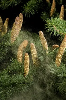 Cedar (Cedrus sp), male catkins releasing pollen. Surrey England, UK Cedar (Cedrus sp), male catkins releasing pollen. Surrey England, UK