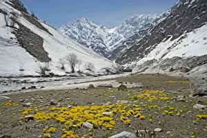 Celandine crocus (Crocus korolkowii) carpets in areas of snowmelt. Near Ansob Pass, Tajikistan Celandine crocus (Crocus korolkowii) carpets in areas of snowmelt. Near Ansob Pass, Tajikistan