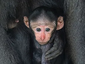 Celebes crested macaque (Macaca nigra) infant, captive Celebes crested macaque (Macaca nigra) infant, captive