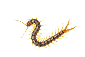 Centipede (Scolopendra cingulata) Huelva, Andalucia, Spain, May 2009 WWE OUTDOOR EXHIBITION Centipede (Scolopendra cingulata) Huelva, Andalucia, Spain, May 2009 WWE OUTDOOR EXHIBITION
