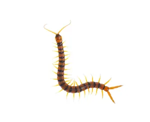 Centipede (Scolopendra cingulata) Huelva, Andalucia, Spain, May 2009. WWE OUTDOOR EXHIBITION Centipede (Scolopendra cingulata) Huelva, Andalucia, Spain, May 2009. WWE OUTDOOR EXHIBITION
