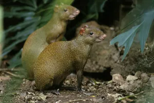 Two Central american agouties (Dasyprocta punctata) captive, Yucatan Peninsula, Mexico Two Central american agouties (Dasyprocta punctata) captive, Yucatan Peninsula, Mexico