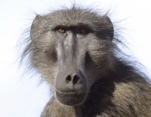 Chacma baboon (Papio hamadryas ursinus) portrait of adult male. deHoop Nature reserve Chacma baboon (Papio hamadryas ursinus) portrait of adult male. deHoop Nature reserve