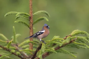 Chaffinch (Fringilla coelebs) male singing, Norfolk, UK June Chaffinch (Fringilla coelebs) male singing, Norfolk, UK June