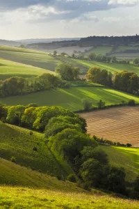 Chalk downland landscape with mixed farming, Cranborne Chase, Wiltshire, England, UK Chalk downland landscape with mixed farming, Cranborne Chase, Wiltshire, England, UK