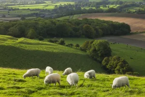 Chalk downland landscape with sheep grazing, Cranborne Chase, Wiltshire, England, UK Chalk downland landscape with sheep grazing, Cranborne Chase, Wiltshire, England, UK