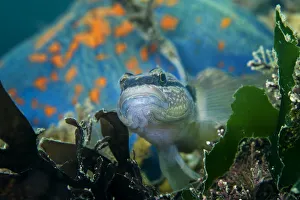 Chameleon goby (Tridentiger trigonocephalus) with Blue bat star (Patiria pectinifera Chameleon goby (Tridentiger trigonocephalus) with Blue bat star (Patiria pectinifera