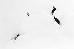Chamois (Rupicapra rupicapra) in deep snow, Gran Paradiso National Park, Italy Chamois (Rupicapra rupicapra) in deep snow, Gran Paradiso National Park, Italy