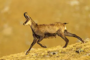Chamois (Rupicapra rupicapra) running down ridge, in early morning light. Lausons Valley Chamois (Rupicapra rupicapra) running down ridge, in early morning light. Lausons Valley