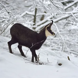 Chamois (Rupicapra rupicapra) in the snow, Jura Switzerland, November Chamois (Rupicapra rupicapra) in the snow, Jura Switzerland, November