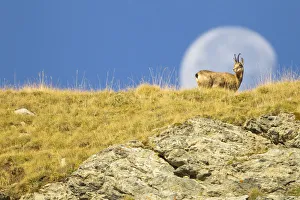 Chamois (Rupicapra rupicapra) walking with the moon behind, Mercantour National Park Chamois (Rupicapra rupicapra) walking with the moon behind, Mercantour National Park