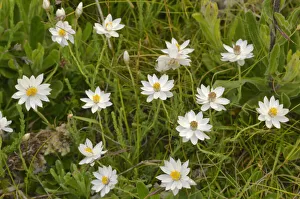 Chamomile sunray (Rhodanthe anthemoides). Tasmania, Australia. January Chamomile sunray (Rhodanthe anthemoides). Tasmania, Australia. January