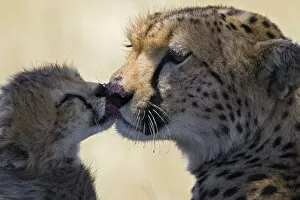 Images Dated 3rd October 2006: Cheetah {Acinonyx jubatus} 6-8 week cub grooming mother, Masai Mara Reserve, Kenya