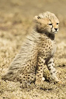 Cheetah (Acinonyx jubatus) cub sitting portrait, Serengeti National Park, Tanzania Cheetah (Acinonyx jubatus) cub sitting portrait, Serengeti National Park, Tanzania