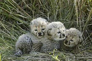 Cheetah (Acinonyx jubatus) cubs aged 5 weeks, Masai-Mara Game Reserve, Kenya Cheetah (Acinonyx jubatus) cubs aged 5 weeks, Masai-Mara Game Reserve, Kenya