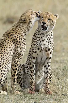 Cheetah (Acinonyx jubatus) cubs grooming each other, Masai-Mara Game Reserve, Kenya Cheetah (Acinonyx jubatus) cubs grooming each other, Masai-Mara Game Reserve, Kenya