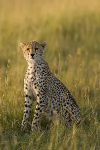Cheetah (Acinonyx jubatus) juvenile, Masai-Mara Game Reserve, Kenya. Vulnerable species Cheetah (Acinonyx jubatus) juvenile, Masai-Mara Game Reserve, Kenya. Vulnerable species