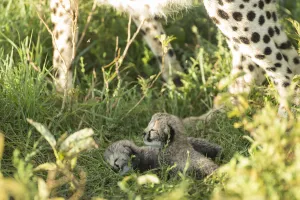 Two Cheetah cubs (Acinonyx jubatus) aged 12-14 days, Ngorongoro Conservation Area Two Cheetah cubs (Acinonyx jubatus) aged 12-14 days, Ngorongoro Conservation Area