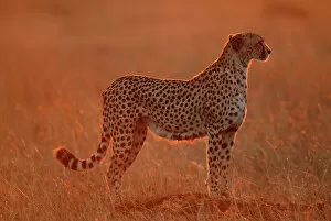 Images Dated 18th March 2004: Cheetah at dawn {Acinonyx jubatus} Masai Mara, Kenya