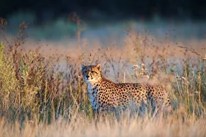 Cheetah male (Acinonyx jubatus) in morning light. Moremi National Park, Okavango delta Cheetah male (Acinonyx jubatus) in morning light. Moremi National Park, Okavango delta