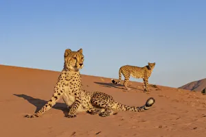 Cheetahs (Acinonyx jubatus) on alert, Private reserve, Namibia, Africa. Captive Cheetahs (Acinonyx jubatus) on alert, Private reserve, Namibia, Africa. Captive
