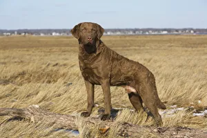 Chesapeake Bay retriever male standing in saltmarsh, Long Island Sound, Madison Chesapeake Bay retriever male standing in saltmarsh, Long Island Sound, Madison