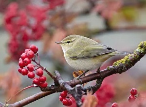 Chiffchaff (Phylloscopus collybita) perching on branch with red berries, Parainen Uto, Finland. October Chiffchaff (Phylloscopus collybita) perching on branch with red berries, Parainen Uto, Finland. October