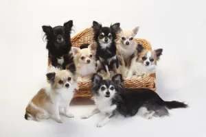 Chihuahuas, mixture of longhaired and short-haired sitting in basket Chihuahuas, mixture of longhaired and short-haired sitting in basket