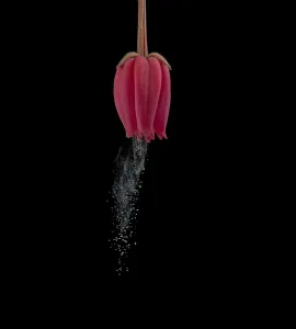 Chilean bellflower (Crinodendron hookerianum) releasing pollen via sonication which Chilean bellflower (Crinodendron hookerianum) releasing pollen via sonication which