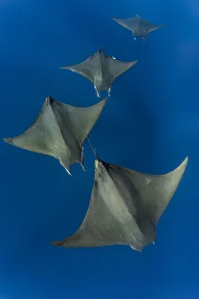 Chilean devil rays / Mobulas (Mobula tarapacana) offshore Santa Maria, Azores, Portugal Chilean devil rays / Mobulas (Mobula tarapacana) offshore Santa Maria, Azores, Portugal